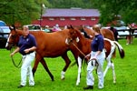 Hollywood, born in 2002, at the Breeders Show