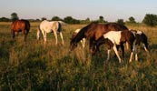 Horses at Leg Up Stables in 2005