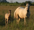 Rio, born in 2005, was sold as a yearling