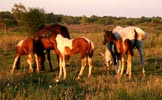 Horses at Leg Up Stables in 2005